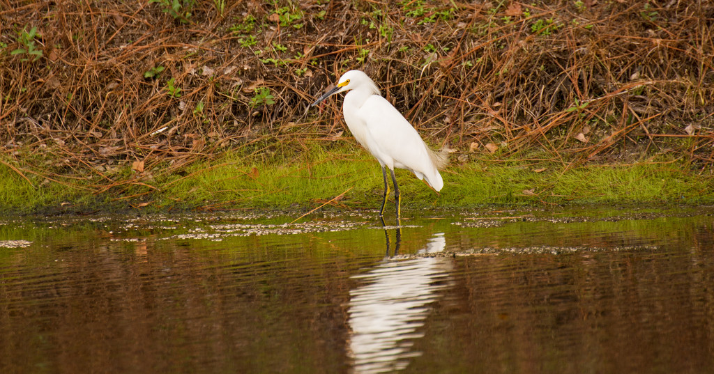 Snowy Egret, Wading Around the Lake! by rickster549