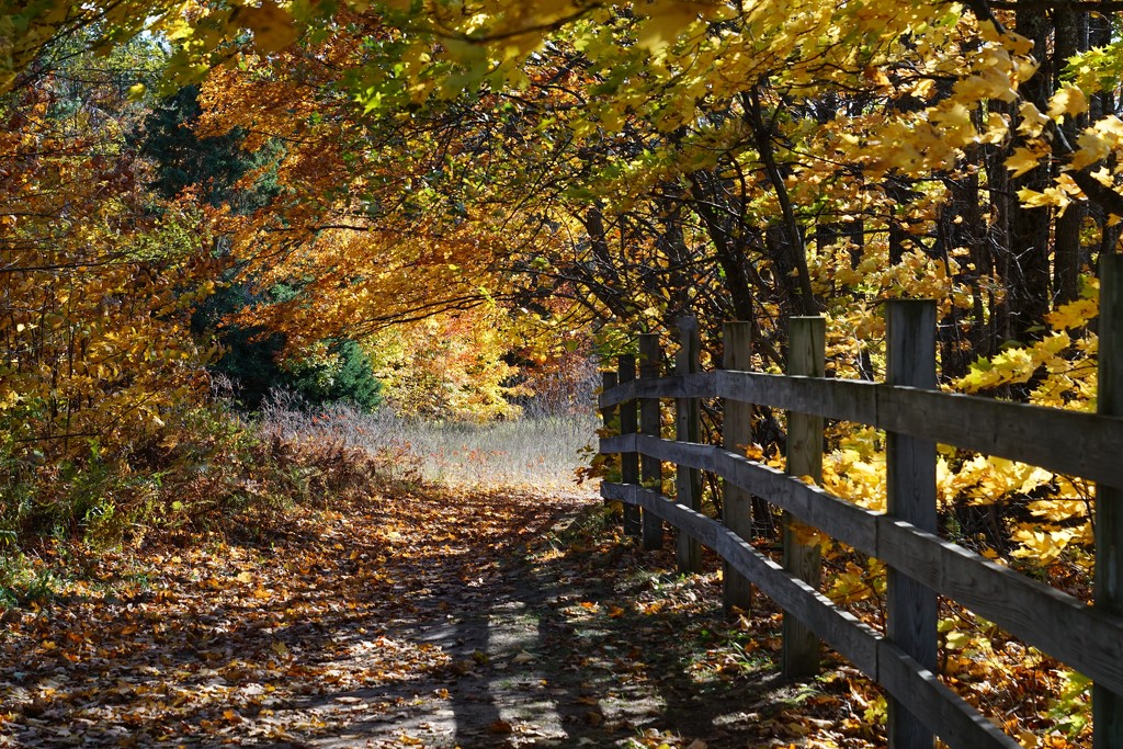 along the trail by amyk