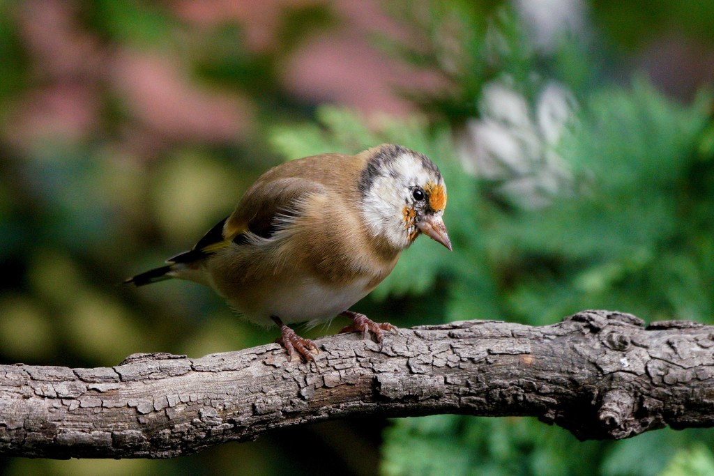 GOLDFINCH by markp