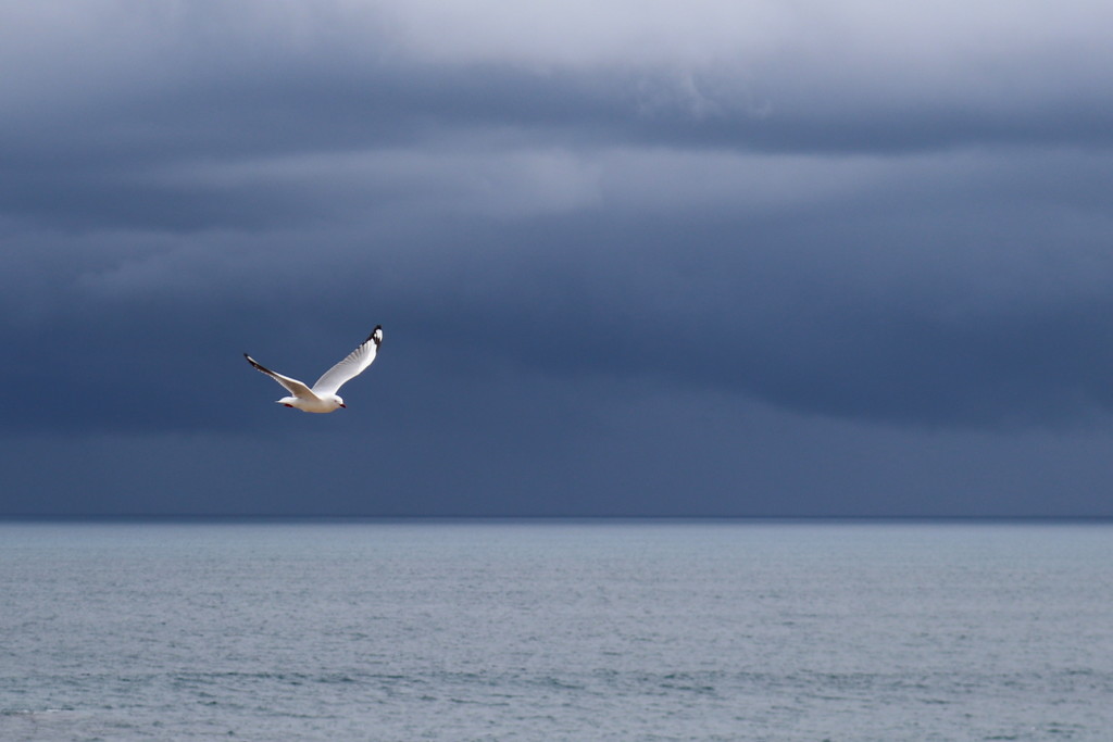 Flying into the storm by gilbertwood