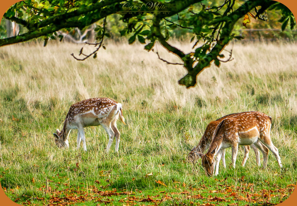 Fallow Deer,Attingham Park,Shropshire by carolmw