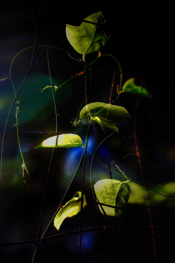 Leafy by joemuli