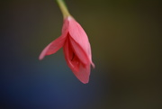 17th Oct 2018 - Pink lily bud.......