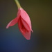 Pink lily bud....... by ziggy77