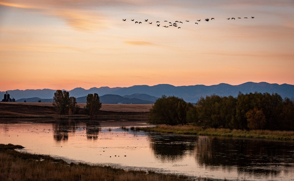 SandHill Cranes at Dusk by 365karly1