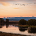 SandHill Cranes at Dusk by 365karly1