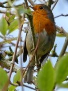 17th Oct 2018 - Friendly robin by the canal