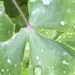 Water Droplets on a Leaf by cataylor41