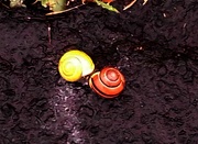 17th Oct 2018 -  Snails  ........