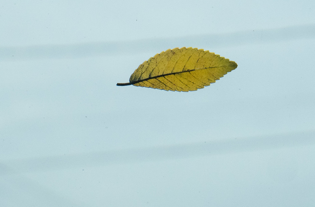 The leaf on my windshield by randystreat