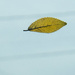 The leaf on my windshield by randystreat