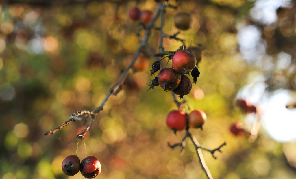 Fall Berries by loweygrace