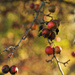 Fall Berries by loweygrace