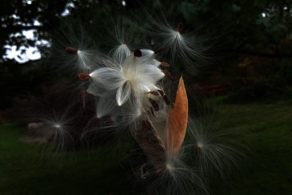 Day 290: Millkweed Seed Pod Explosion  by jeanniec57