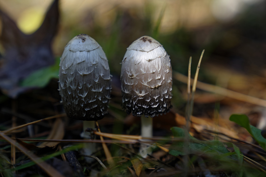 mushrooms by rminer