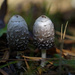 mushrooms by rminer