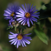 17th Oct 2018 - asters 