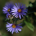 asters  by rminer