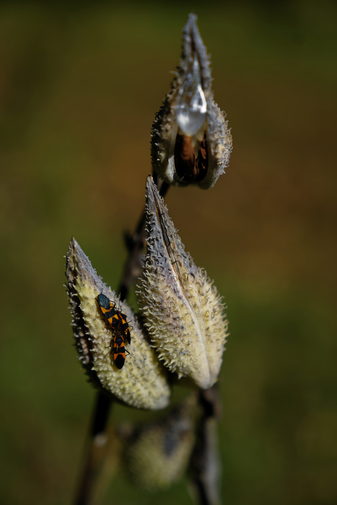 milkweed  by rminer