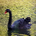 Black swan. Completed  by pyrrhula