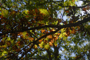 17th Oct 2018 - oak leaves