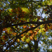 oak leaves by rminer