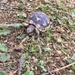 Baby turtle.  by cocobella