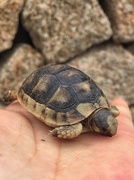 17th Oct 2018 - Cute turtle. 