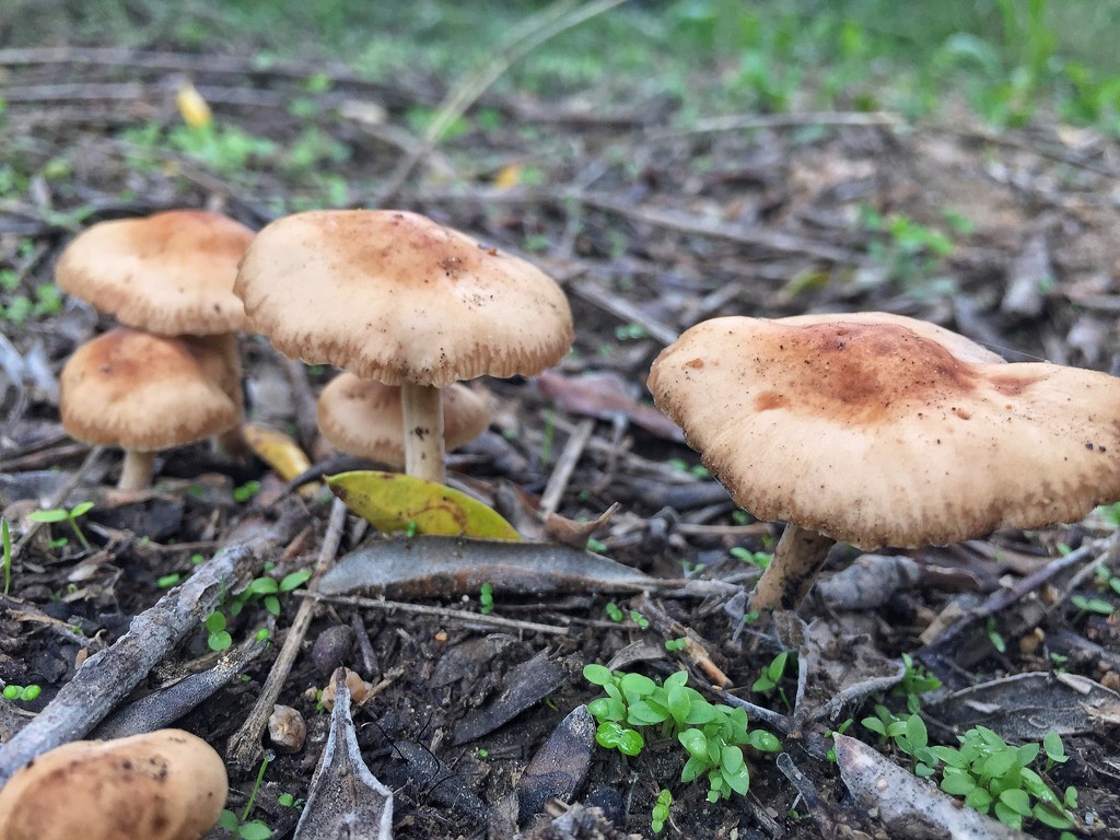 Mushrooms found ! by cocobella