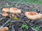 18th Oct 2018 - Mushrooms found !