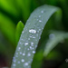 waterdroplets by ulla