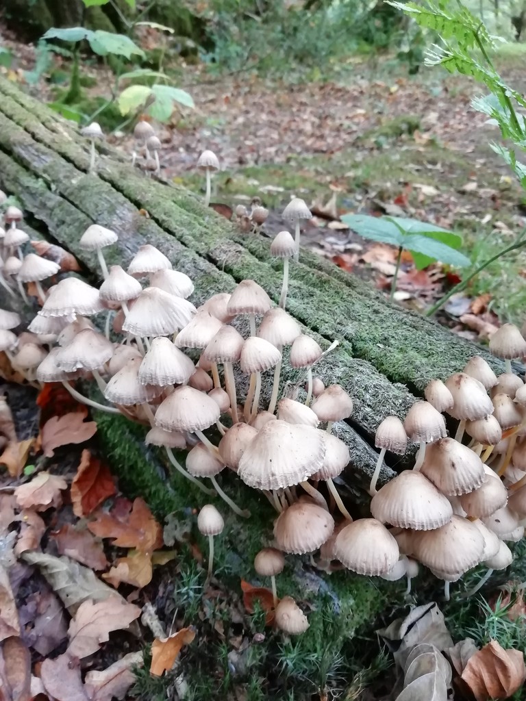 Fungi by jennymdennis