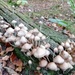 Fungi by jennymdennis
