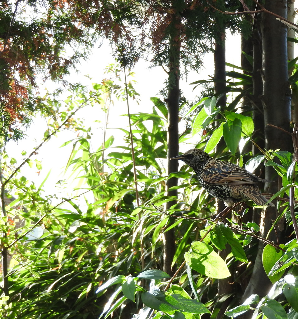 sparrow visits the garden by marijbar