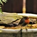 Hello robin by madeinnl