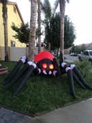 17th Oct 2018 - Arachnid 