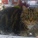 Cat On A Wet Tiled Roof by 30pics4jackiesdiamond