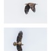 Juvenile bald eagle by pamknowler