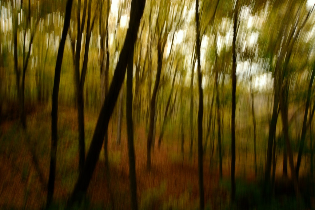 Autumn Afternoon Abstract by jayberg