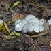 LHG_9964 Mushrooms in the forest by rontu