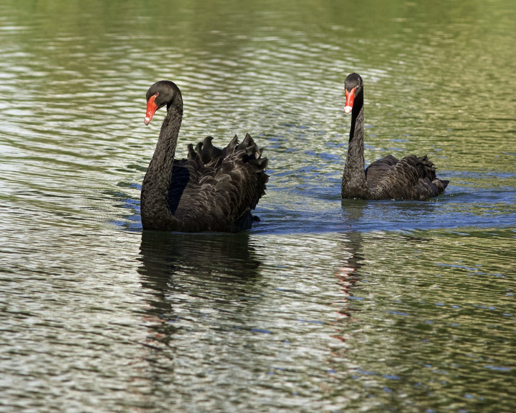 LHG_9939 Black swans on the pond by rontu
