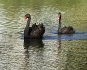 18th Oct 2018 - LHG_9939 Black swans on the pond