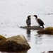 Fighting Cormorants by pamknowler