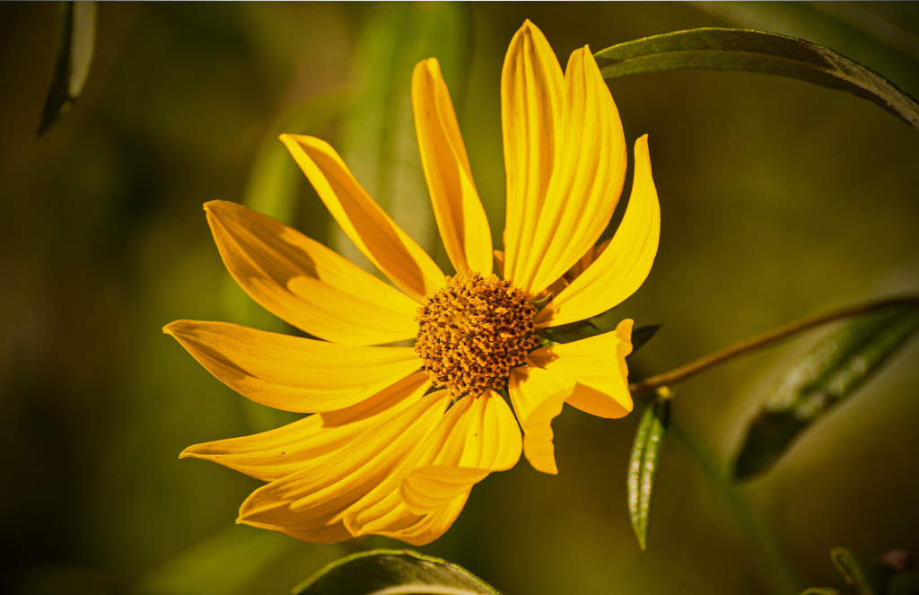 The Cone Flowers are Still in Bloom! by rickster549