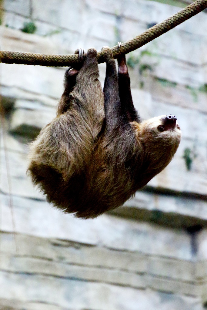 Two Toed Sloth by randy23
