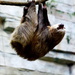 Two Toed Sloth by randy23