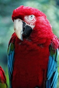 18th Oct 2018 - Macaw