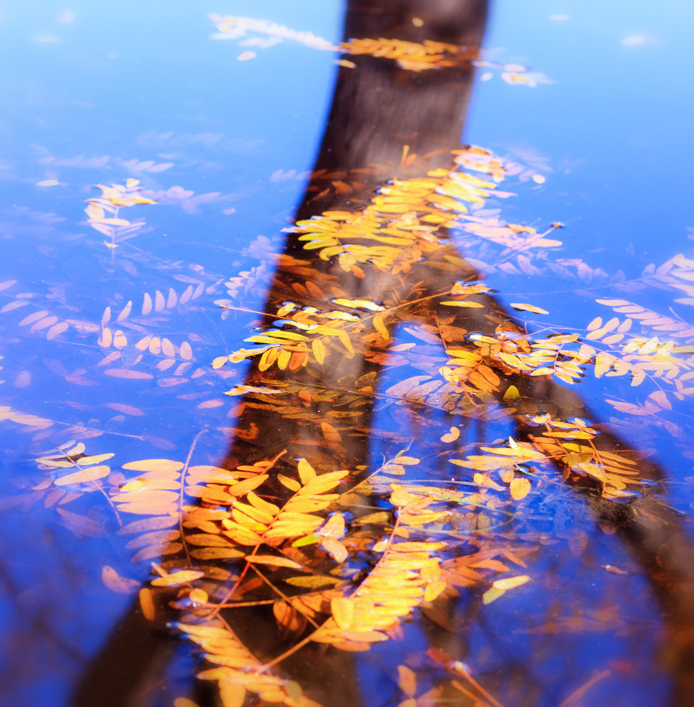 autumn puddle by aecasey