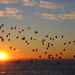 ...and then at sunrise the pigeons flew off! by gilbertwood