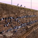 100's of pigeons! by gilbertwood